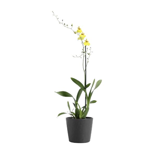 Orchidée en pot céramique