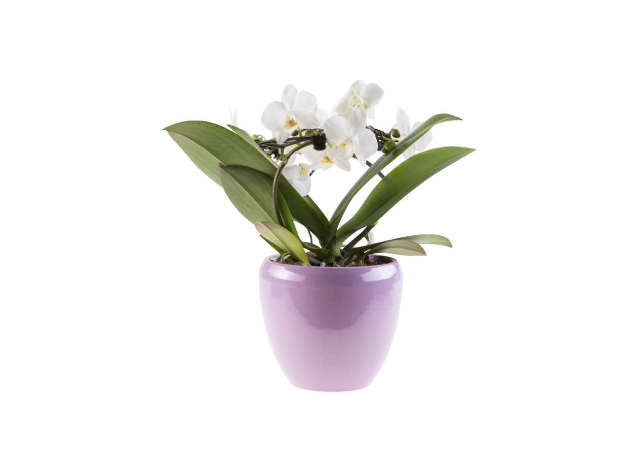 Mother's Day Mini Orchid