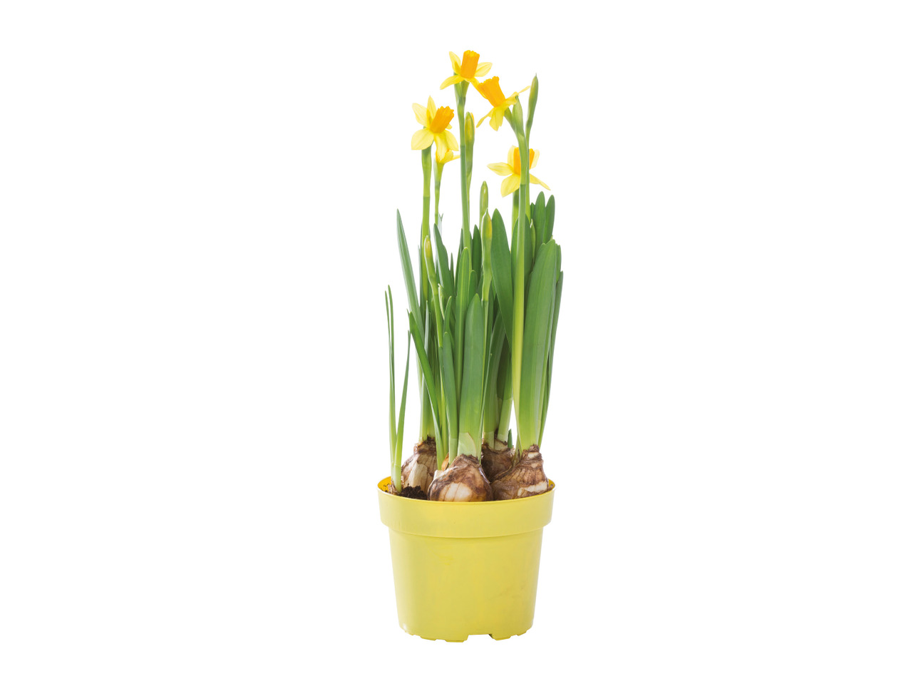 Potted Bulbs in Colourful Pot1