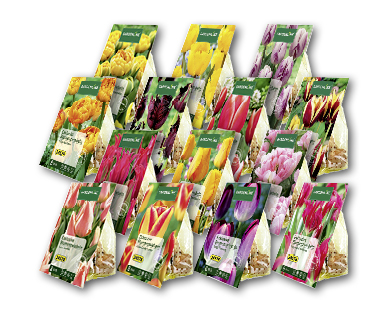 Bulbes de tulipes exclusifs