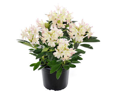 GARDENLINE(R) Rhododendron