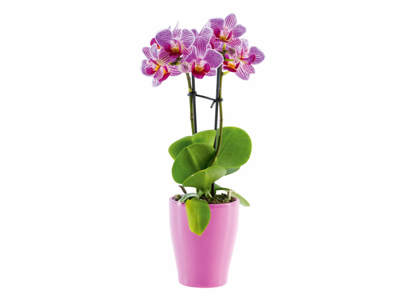 Mini-Orchidee in Keramik