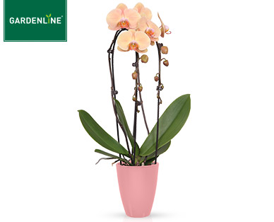 GARDENLINE(R) Phalaenopsis-Arrangement