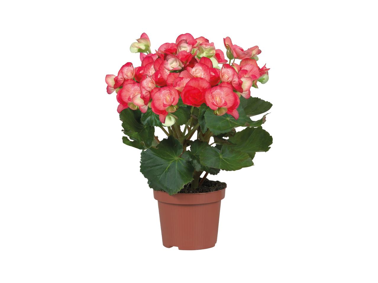 Begonia - Available from 2nd July1