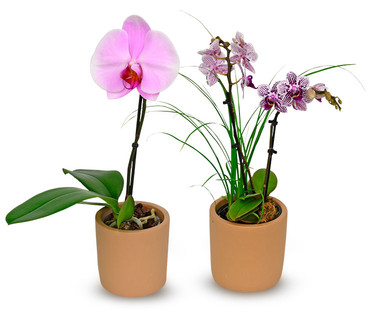 Hochwertige Orchidee