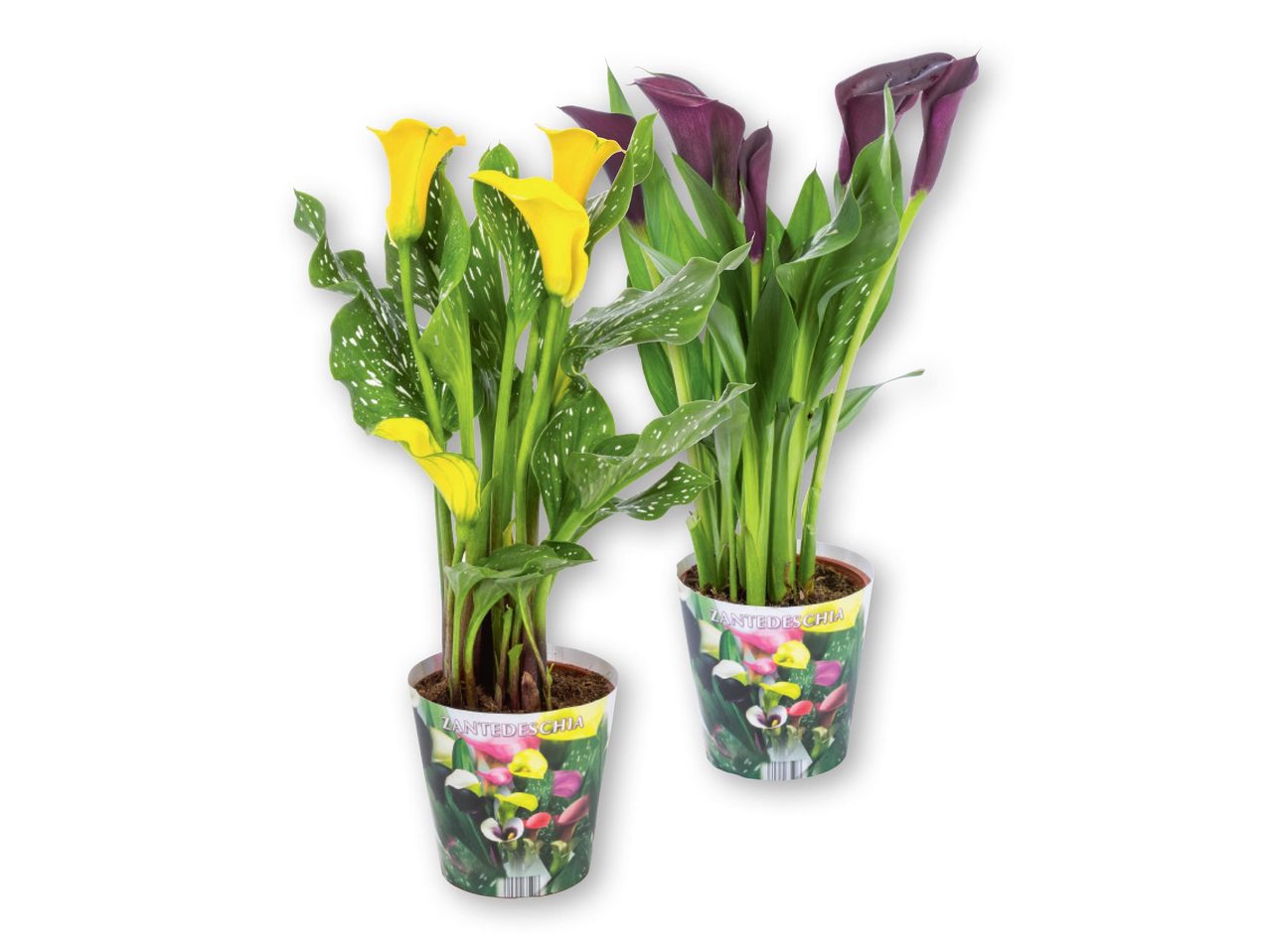Assorted Calla Lilies with Pot Cover