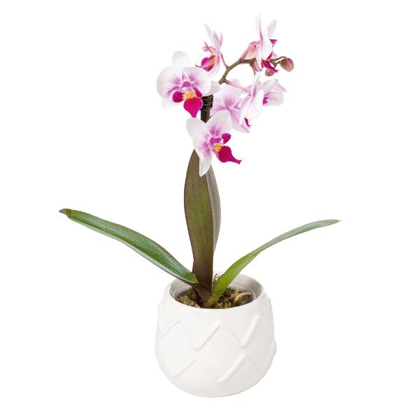 Orchidee, bromelia of aronskelk