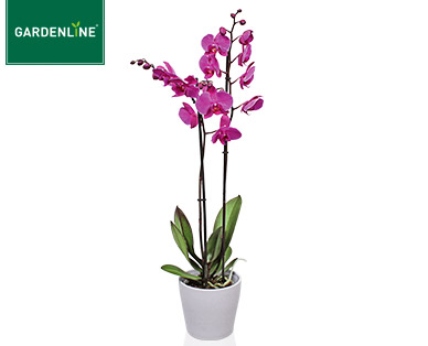 GARDENLINE(R) Orchidee im Keramiktopf