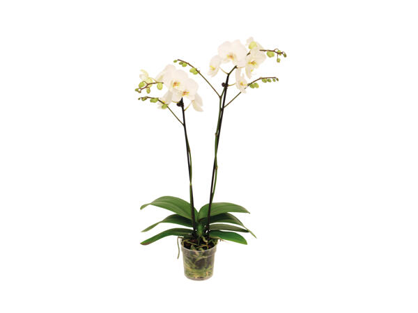Dansk orkidé 2-grenet