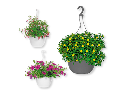 GARDENLINE(R) Blühende Ampelpflanzen