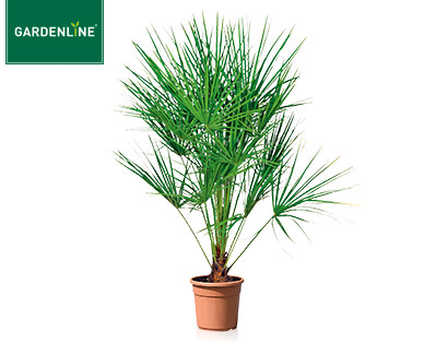 GARDENLINE(R) Palme oder Bambus