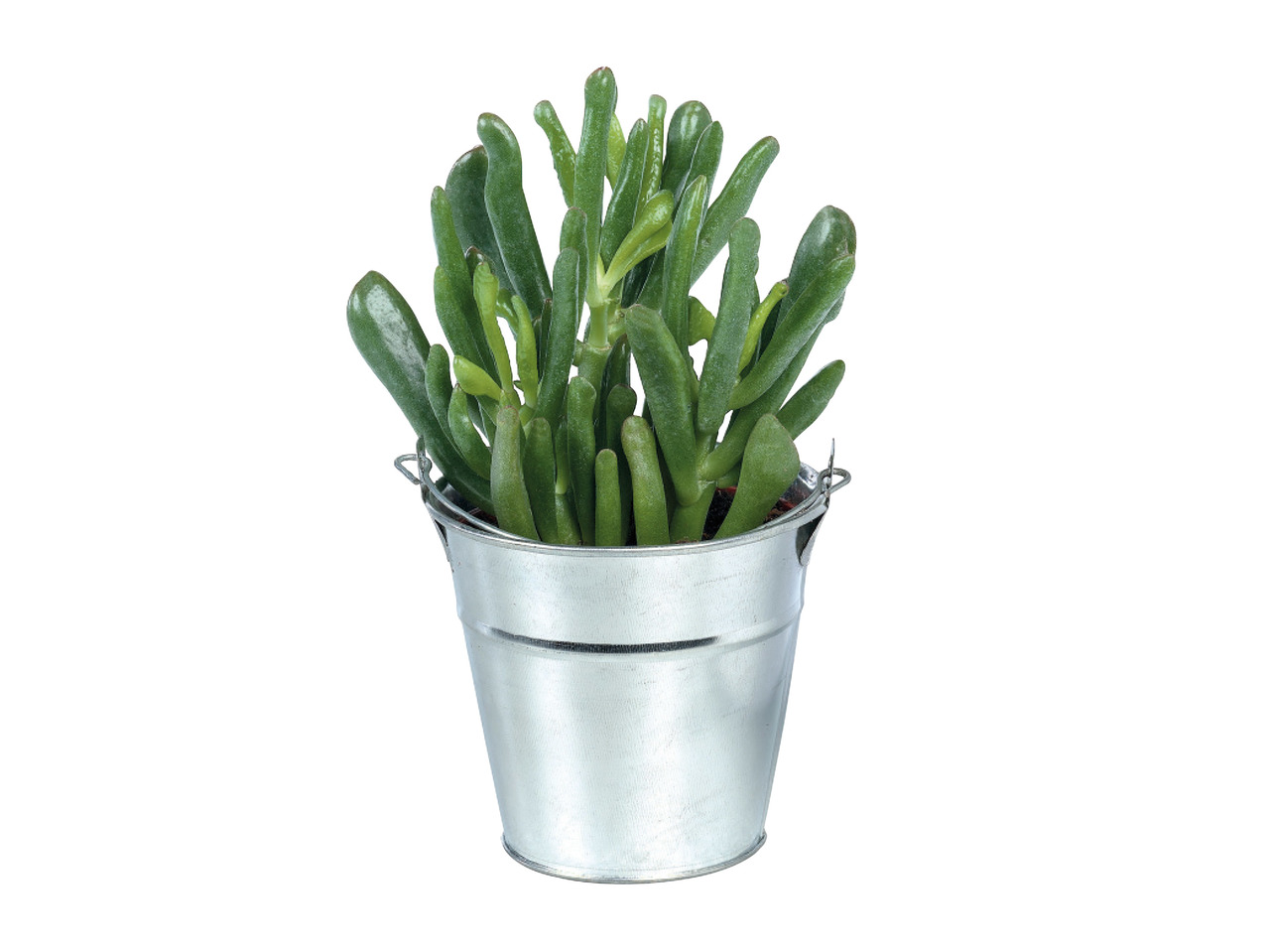 Cactus or Succulent in Zinc Pot 1