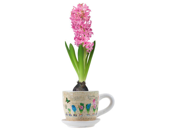 Hyacinths in Cups