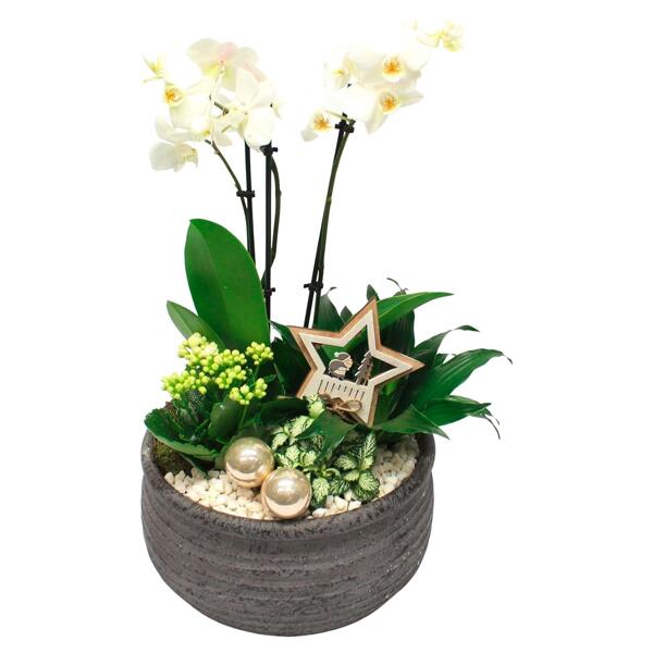 GARDENLINE(R) Orchidee u. a. im Kübelgefäß
