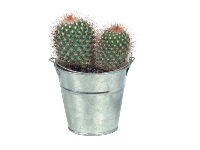 Cacti or Succulents in Zinc Bucket