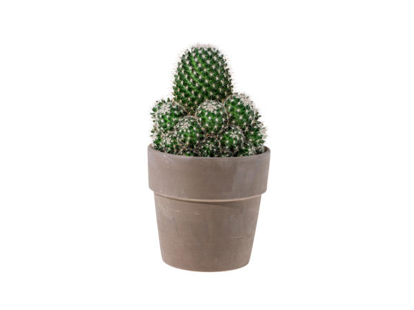 Cacti in Ceramic Pot