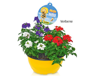 Bienenfreundliche Beetpflanze