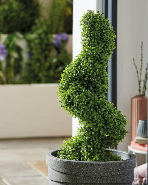 Boxwood Topiary Spiral