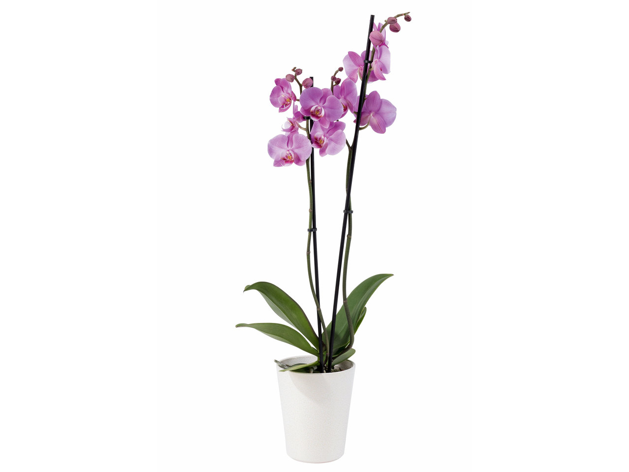 Orchidee Phalaenopsis in keramiek