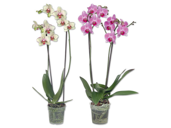 Orchidee 2-Trieber