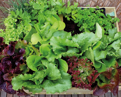 ZURÜCK ZUM URSPRUNG Bio-Salat-/ -Gemüsepflanzen