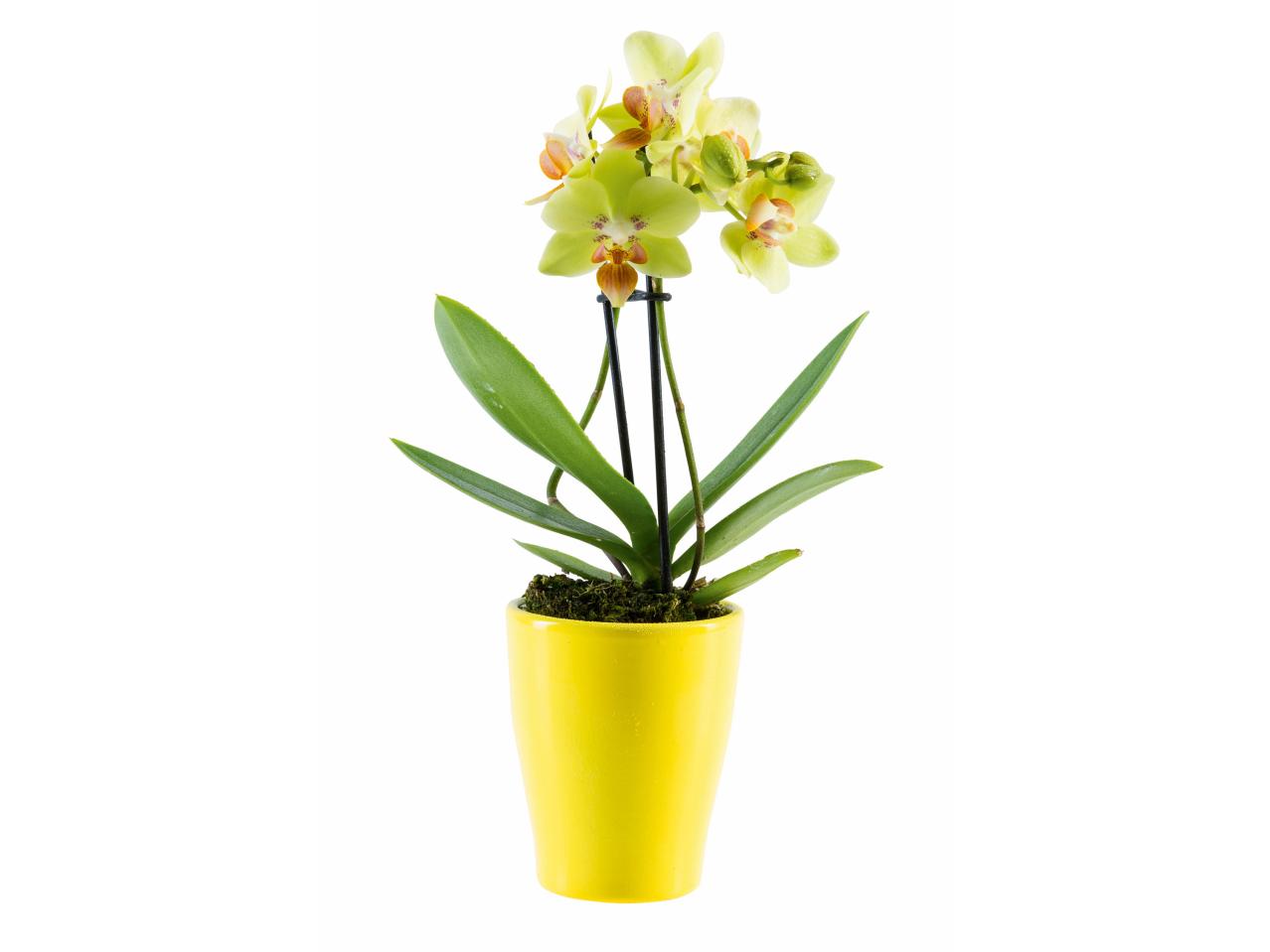 Mini-orchidee in keramiek