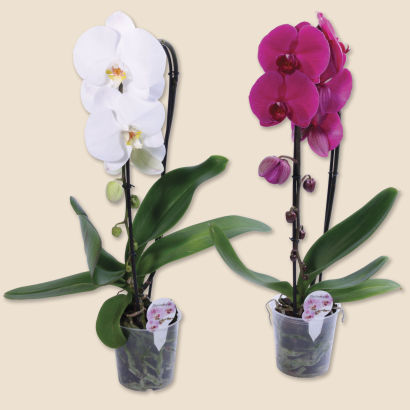 Orchidée "Phalaenopsis" cascade
