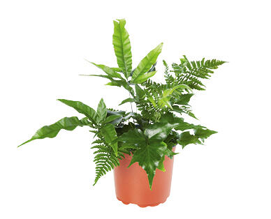 Assorted Mixed Fern Planters 155mm