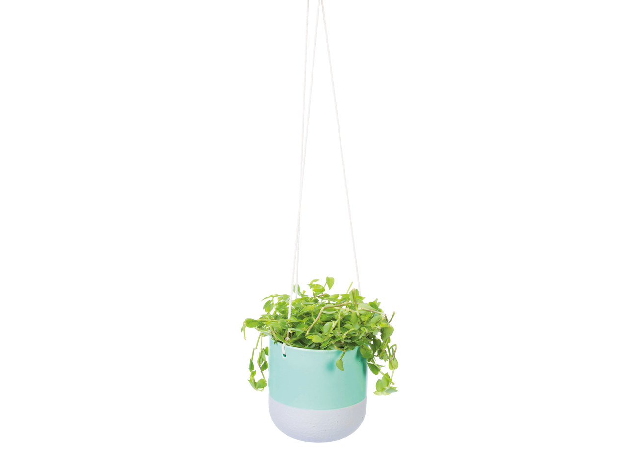 Plante verte dans un pot à suspendre en céramique