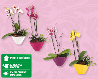 Arrangement élégant avec phalaenopsis