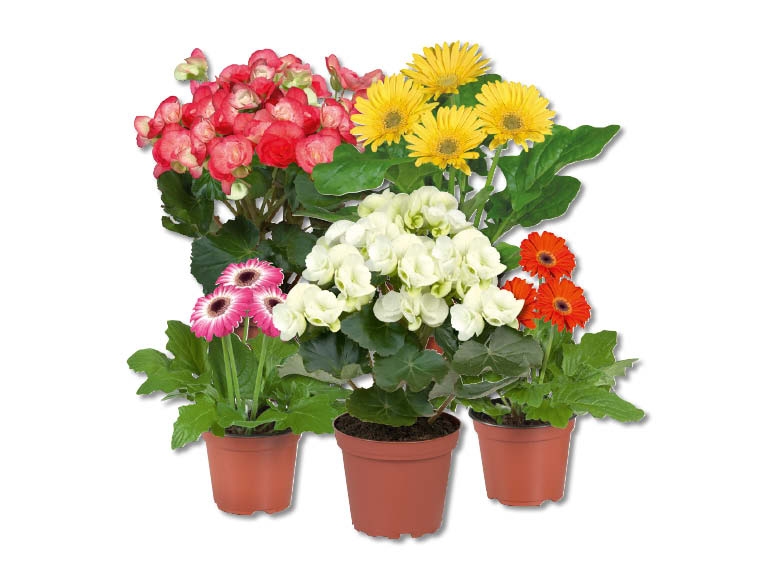 Assortiment de plantes florales dans un sachet décoratif (dés 10.3.)