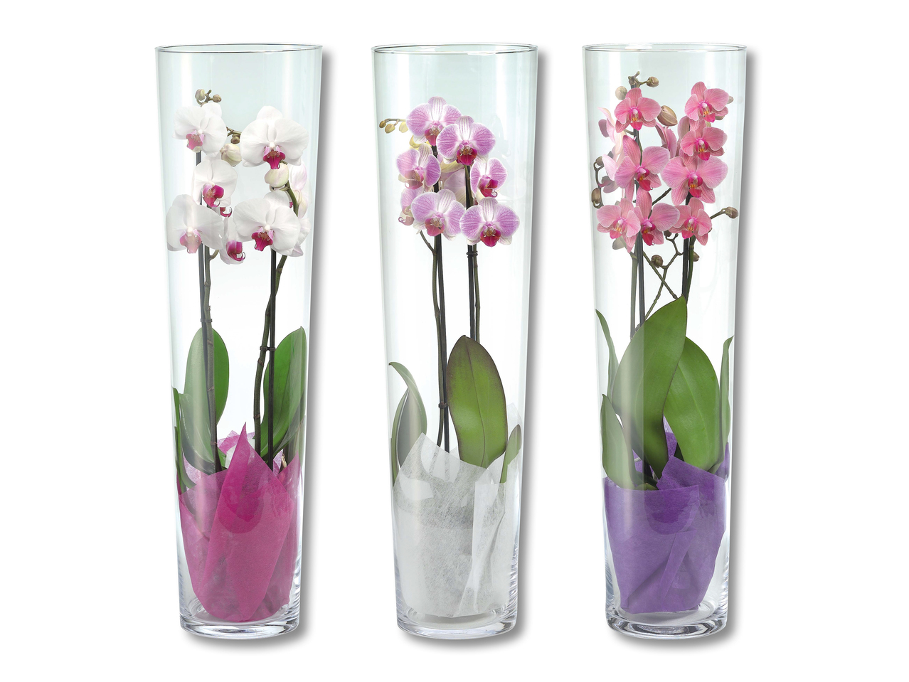 Phalaenopsis 2-Trieber im Glas