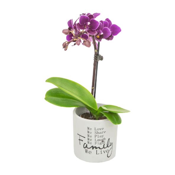 Mini orkidé