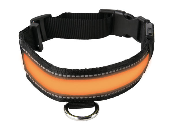 Zoofari Light-Up Band or Dog Collar