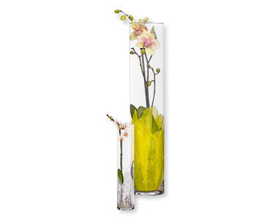 Orchidee in vaso di vetro
