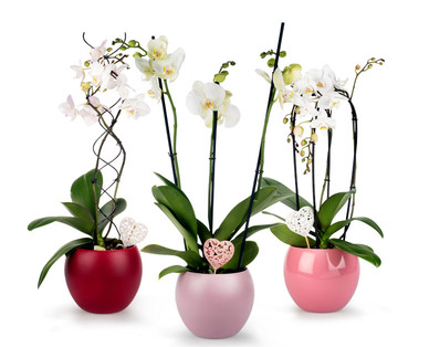 Exklusive Orchidee