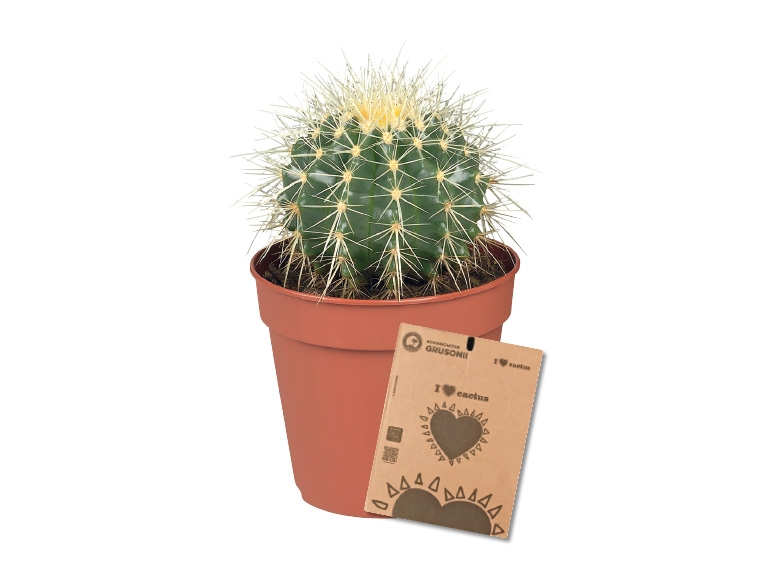 Cactus "coussin de belle-mère"