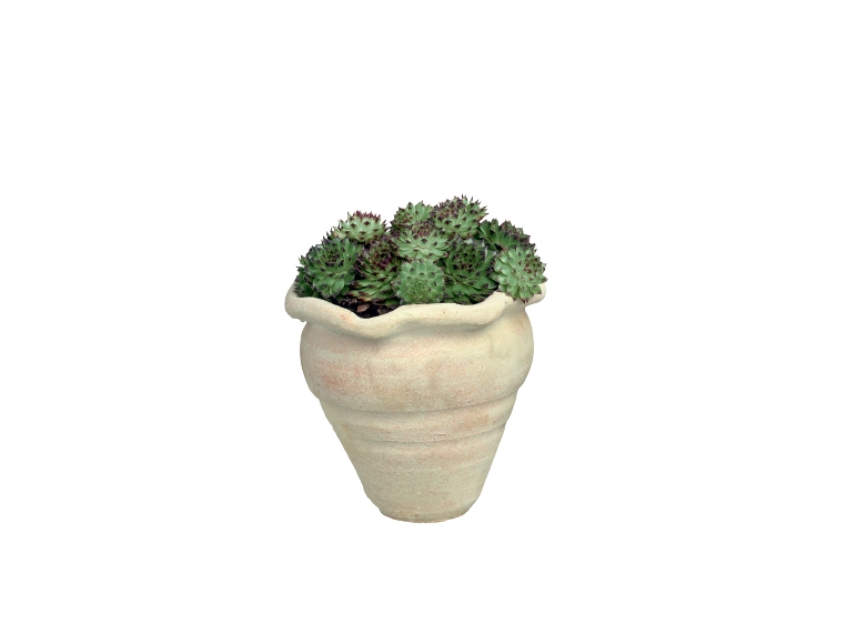 Plante grasse dans un pot en pierre