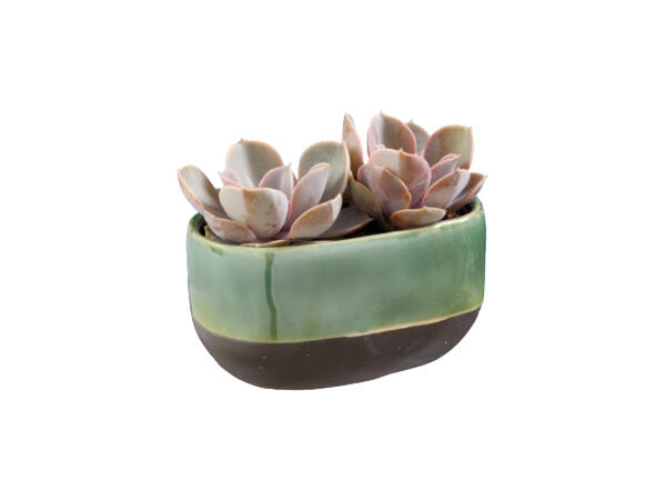 Succulent in Glazed Ceramic