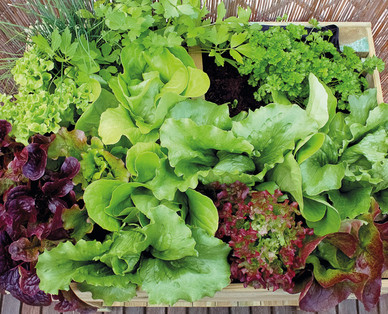ZURÜCK ZUM URSPRUNG Bio-Salat-/ Gemüsepflanzen