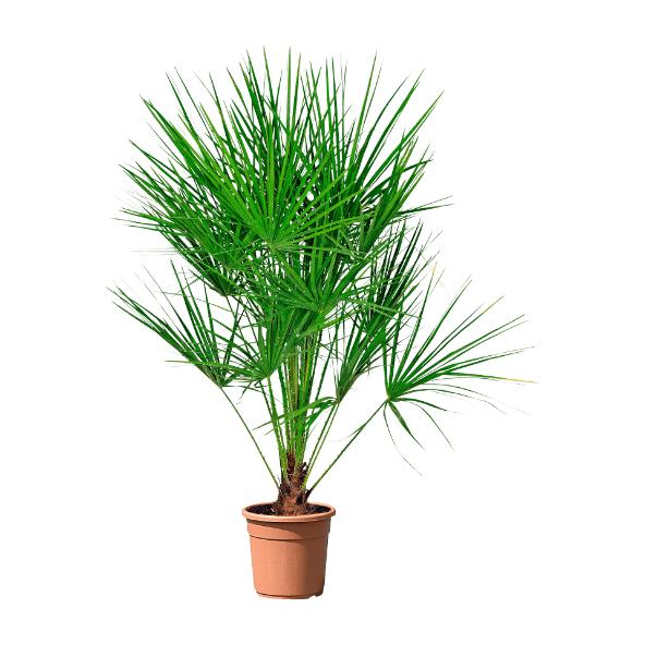 Bambus eller palme