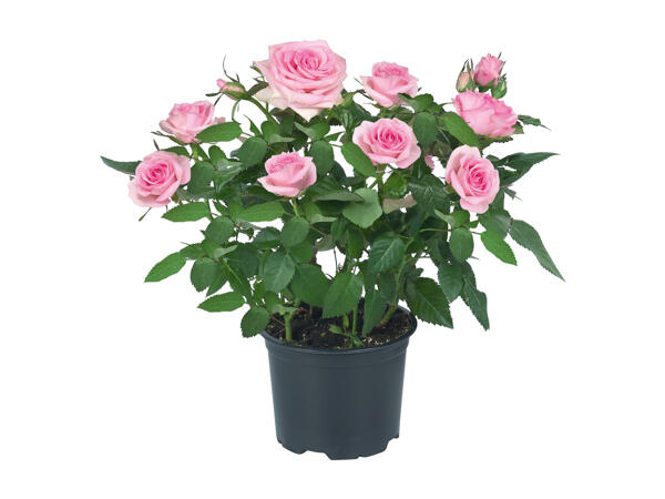 Roses in a Pot