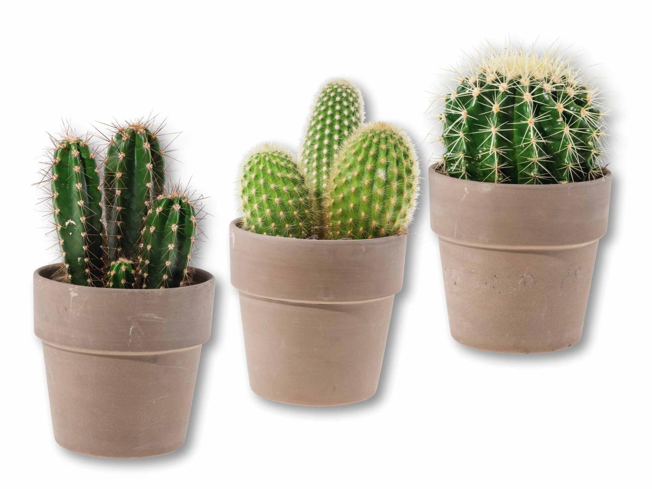 Cactus a colonna in vaso di ceramica