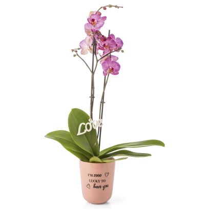 Valentins-Orchidee