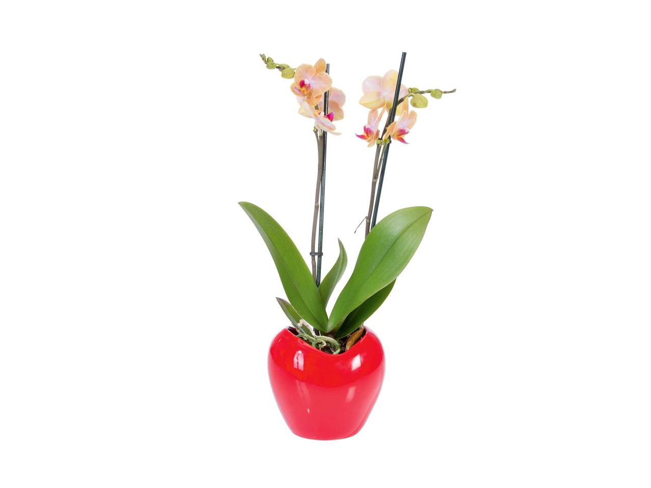 Phalaenopsis in keramieken pot