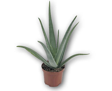 Aloe vera GARDENLINE(R)