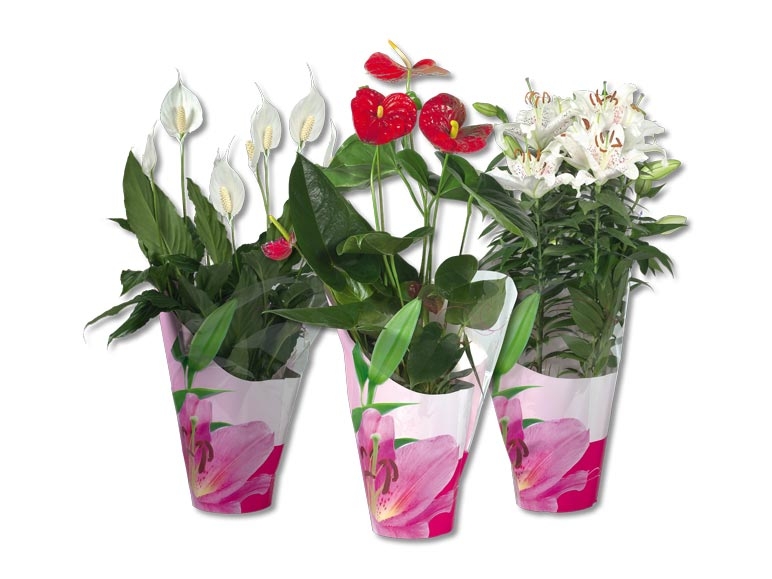 Plantes à fleurs dans un emballage cadeau (dés 24.9.)