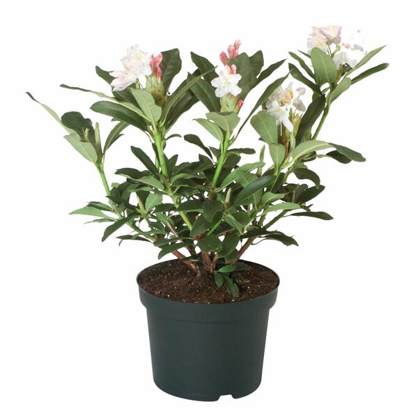 GARDENLINE(R) Rhododendron*