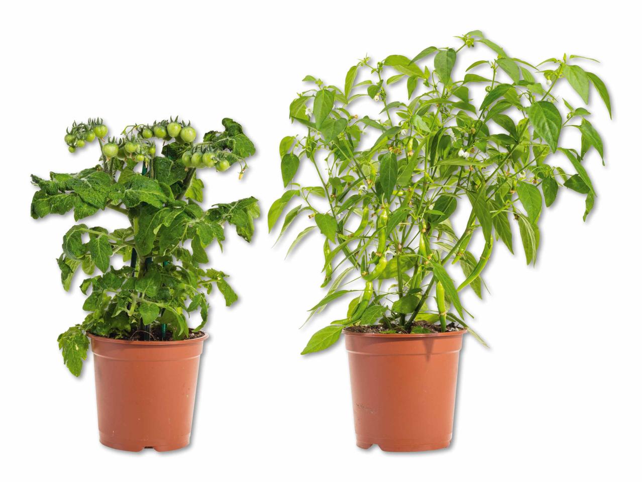 Balkongemüse-Pflanzen