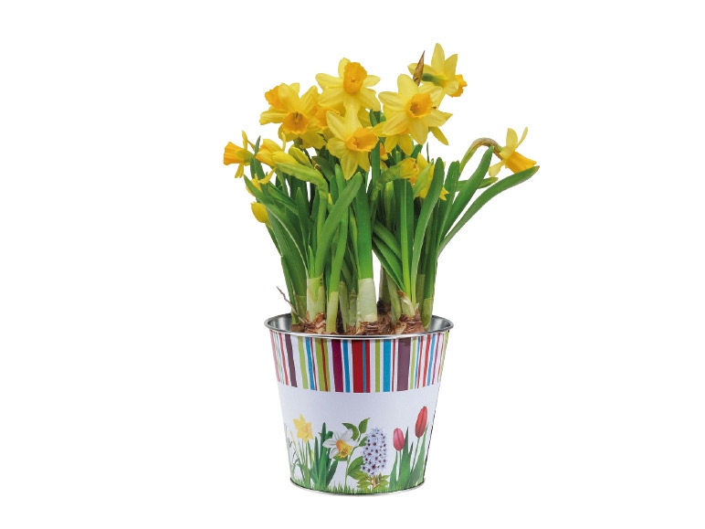 Potted Bulbs in Spring Pot
